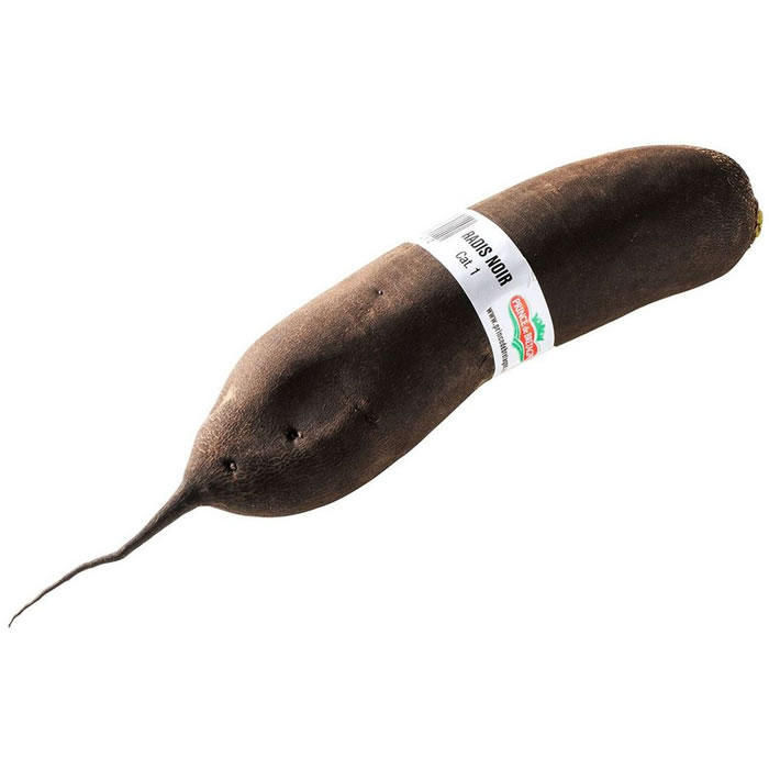 Radis noir