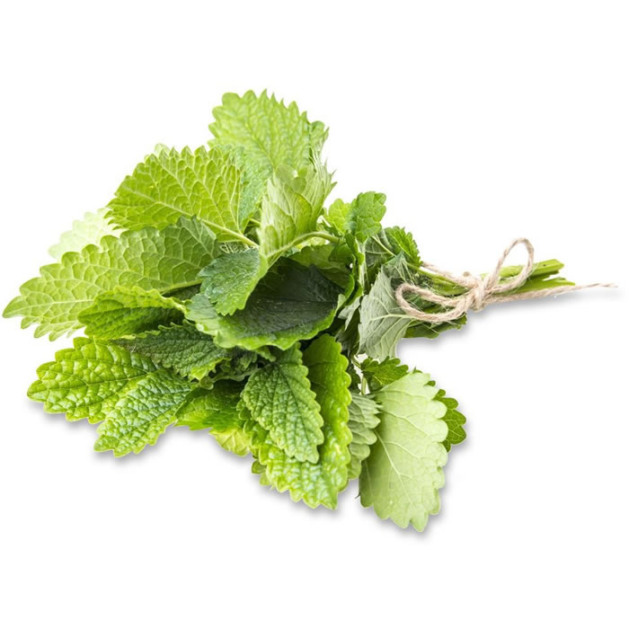 Menthe