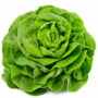 Salade laitue 1 pièce