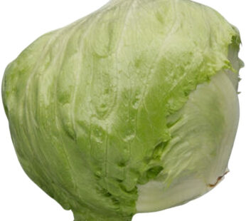 Salade laitue Iceberg