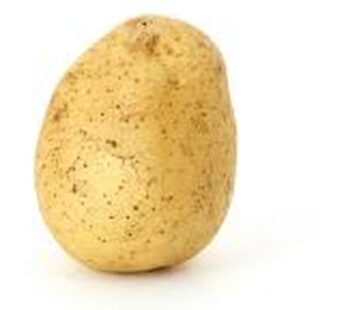 Pomme de terre blonde four bio